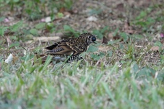 Zoothera aurea