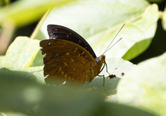 Lexias dirtea