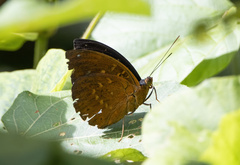 Lexias dirtea