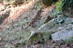Zoothera aurea