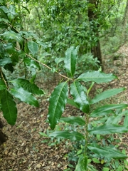 Actephila mooreana