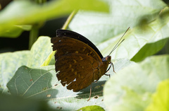 Lexias dirtea