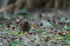 Zoothera aurea