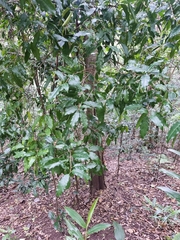 Actephila mooreana
