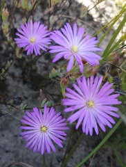 Lampranthus falcatus
