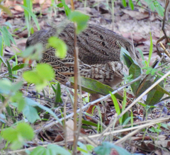 Pternistis natalensis