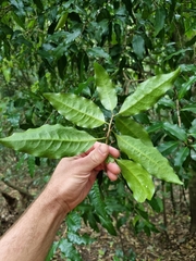 Actephila mooreana