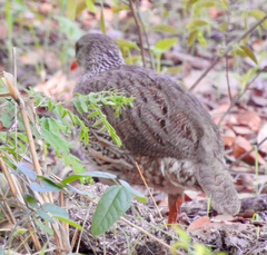 Pternistis natalensis