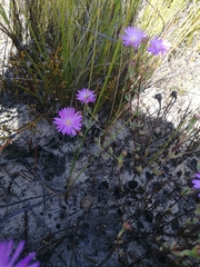 Lampranthus falcatus