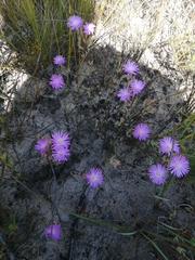 Lampranthus falcatus