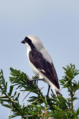 Lanius excubitoroides