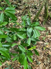 Croton acronychioides