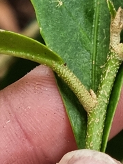 Croton acronychioides