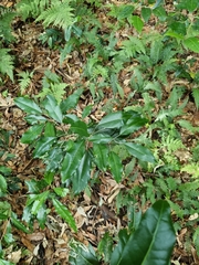 Sarcomelicope simplicifolia