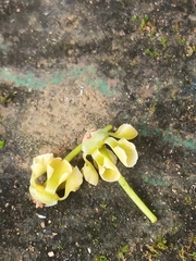 Loeseneriella arnottiana