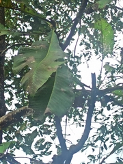 Loeseneriella arnottiana