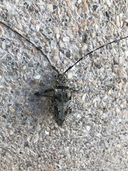 Ancylonotus tribulus tribulus