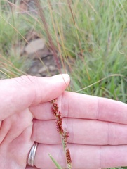 Urochloa serrata
