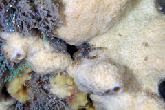 Galathea australiensis