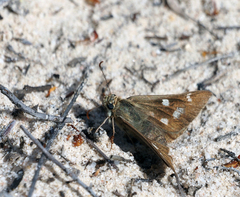 Hesperilla trimaculata