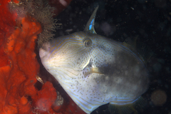 Meuschenia freycineti