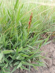 Urochloa serrata