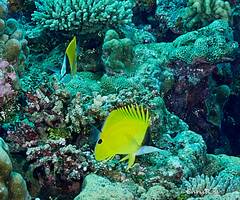 Forcipiger longirostris