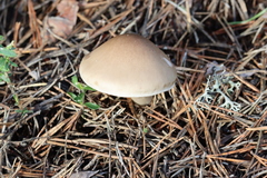 Tricholoma saponaceum