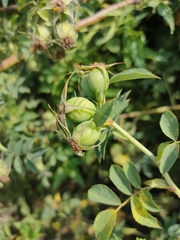 Rosa canina