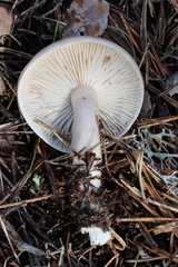 Tricholoma saponaceum