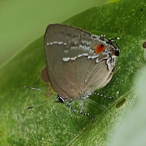Strephonota