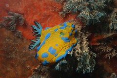 Tambja verconis