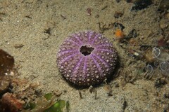 Heliocidaris erythrogramma