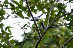 Parus minor commixtus