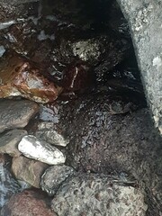 Grapsus