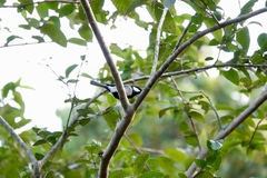 Parus minor commixtus