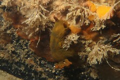 Tambja dracomus
