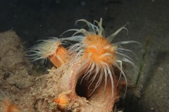Anthothoe albocincta
