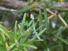 Miomantis caffra