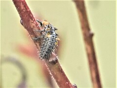 Coccinellinae
