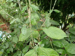 Achyranthes splendens rotundata