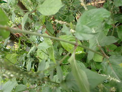 Achyranthes splendens rotundata