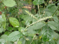 Achyranthes splendens rotundata