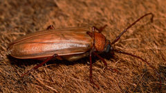 Agrianome spinicollis