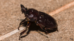 Ryssonotus nebulosus