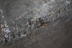 Tetraponera rufonigra