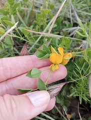 Rhynchosia caribaea