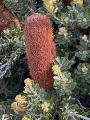 Banksia praemorsa