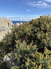 Banksia praemorsa