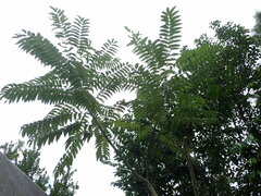 Zanthoxylum ailanthoides